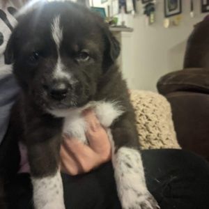 Meet your Posher, Jesse